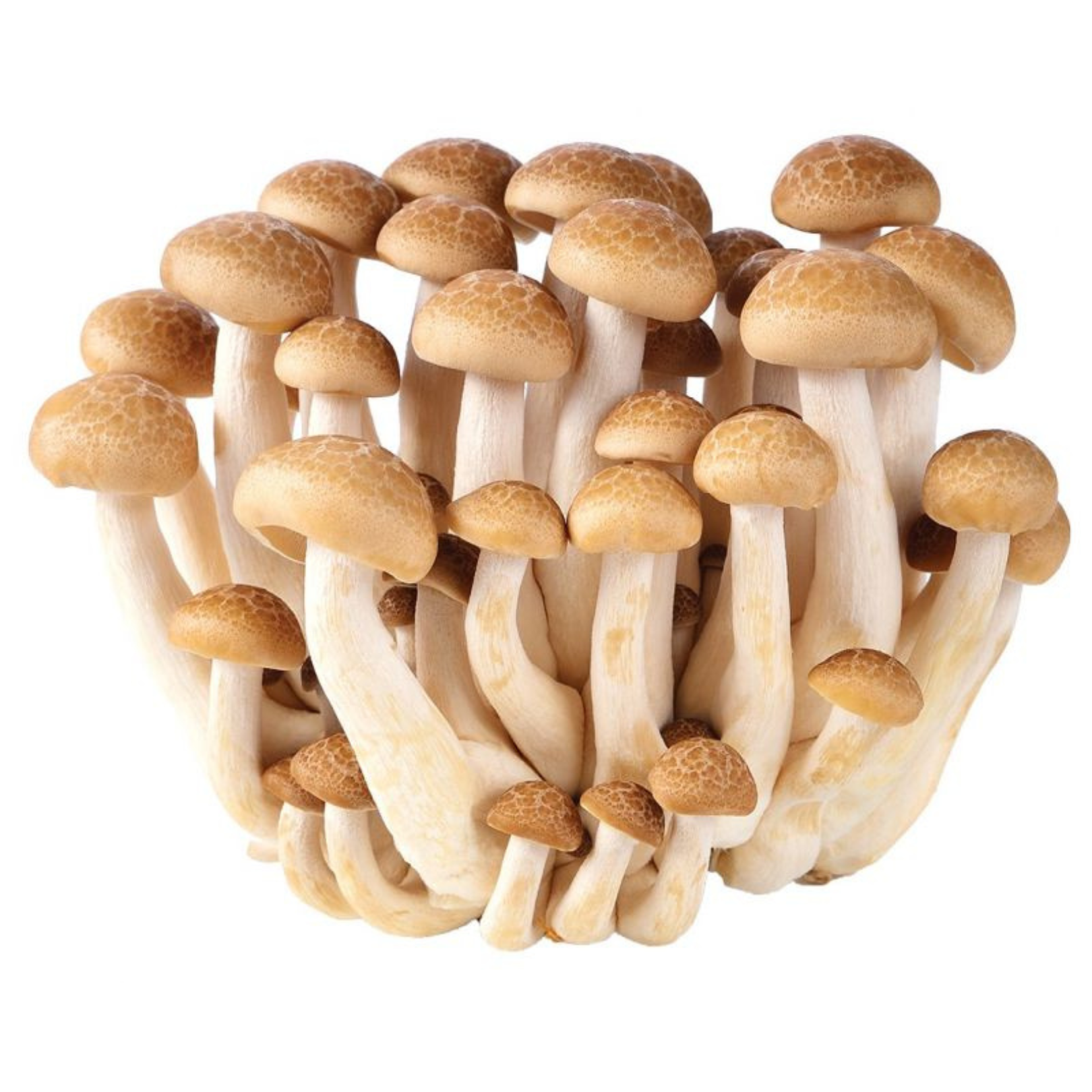 Shimeji Brown Mushroom 150g