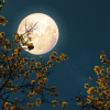 Mid-Autumn Festival - Magical full moon day